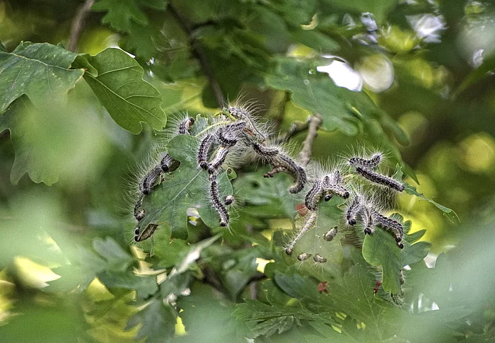 Gruppe behaarter Raupen auf grünen Blättern im Freien